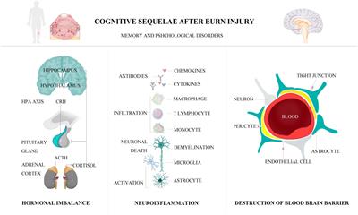 Researches on cognitive sequelae of burn injury: Current status and advances